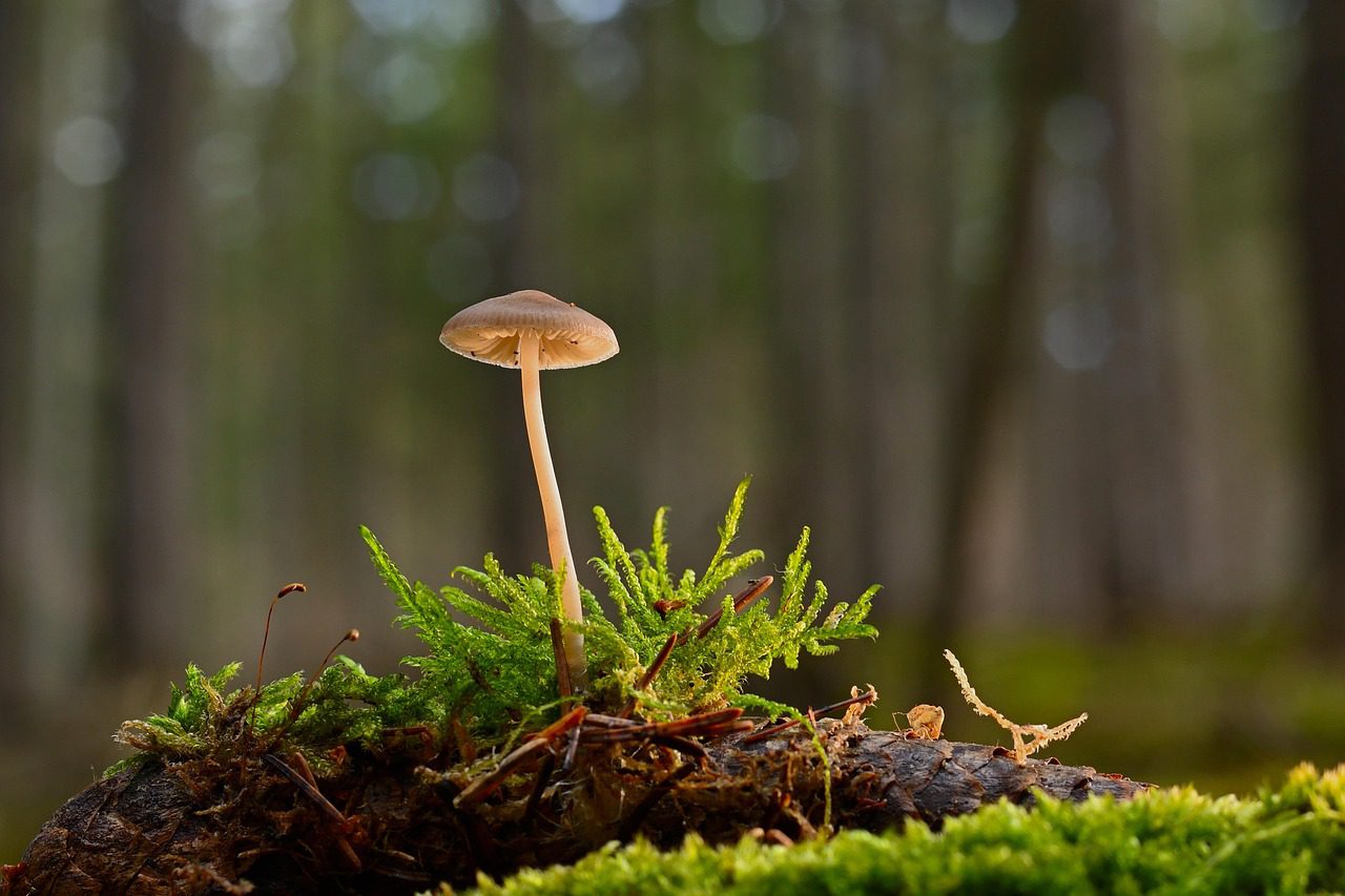 mushroom, helmling, moss, tap, forest, forest floor, close up, nature, forest, forest, forest, forest, forest